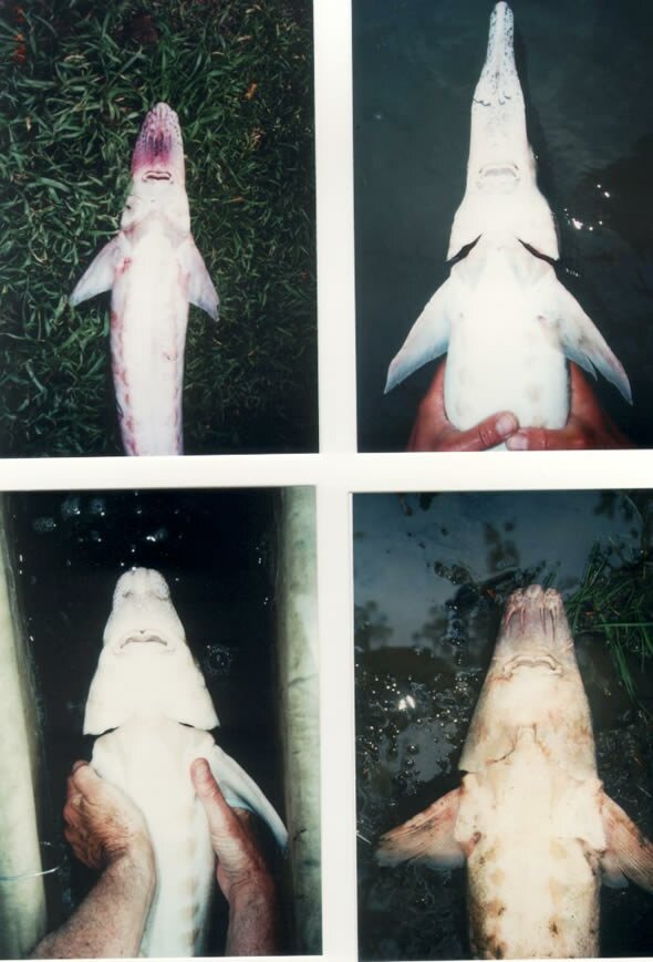 Head shapes of Russian sturgeon and stellate sturgeon