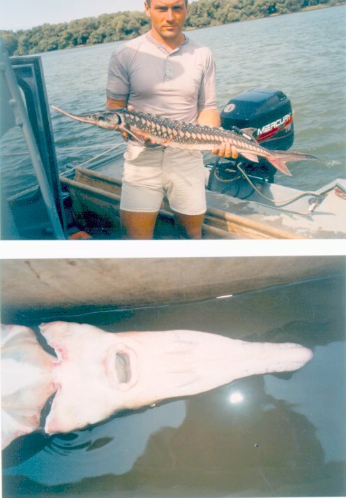 Males of stellate sturgeon carrying sonic tags St Georghe branch Km 58, Sept. 2000