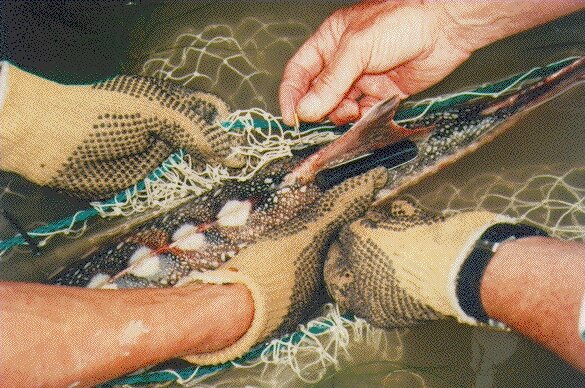 Stellate sturgeon in holding net, tagging detail.